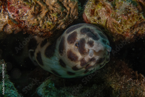 Tiger Snake Eel in the Red Sea Colorful and beautiful, Eilat Israel
