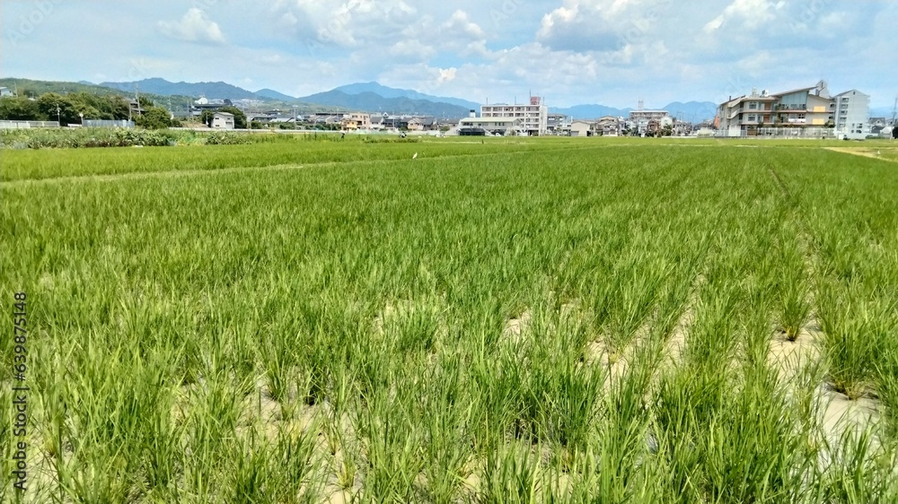 Obraz premium rice field, japan, kyoto