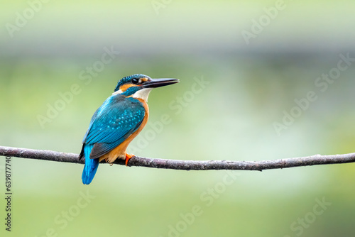 Close-up of a blue kingfisher sitting on a branch