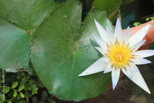 Pygmy water lily flower plant on pot in farm
