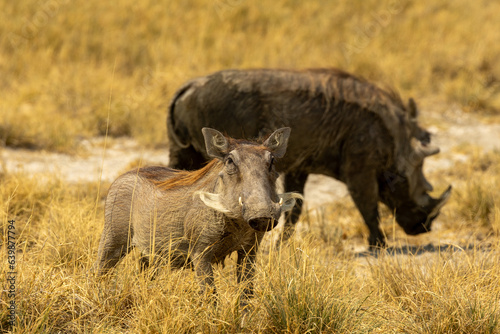 Schilderij op canvas Young warthog facing camera