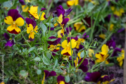 yellow and purple flowers with small flowers