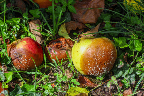 Rotten apples in the autumn forest