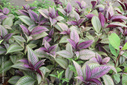 Strobilanthes dyerianus Mast tree on farm photo