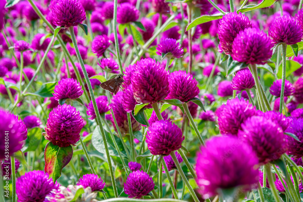 Colorful purple amaranth flowers in a blooming meadow with lush backgrounds Colorful purple amaranth flowers in a blooming meadow with lush backgrounds