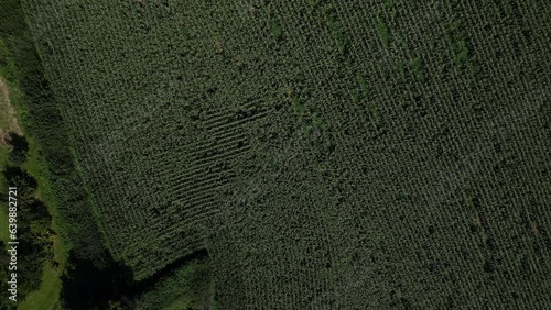 Totnes, South Devon, England: DRONE VIEWS: The drone flies over an arable farm field giving a direct, overhead view of the lineally planted crops.  photo