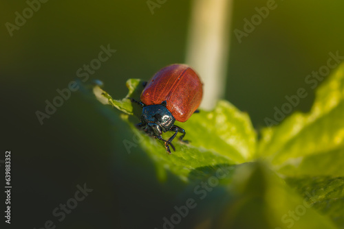 redbug close up in morning light