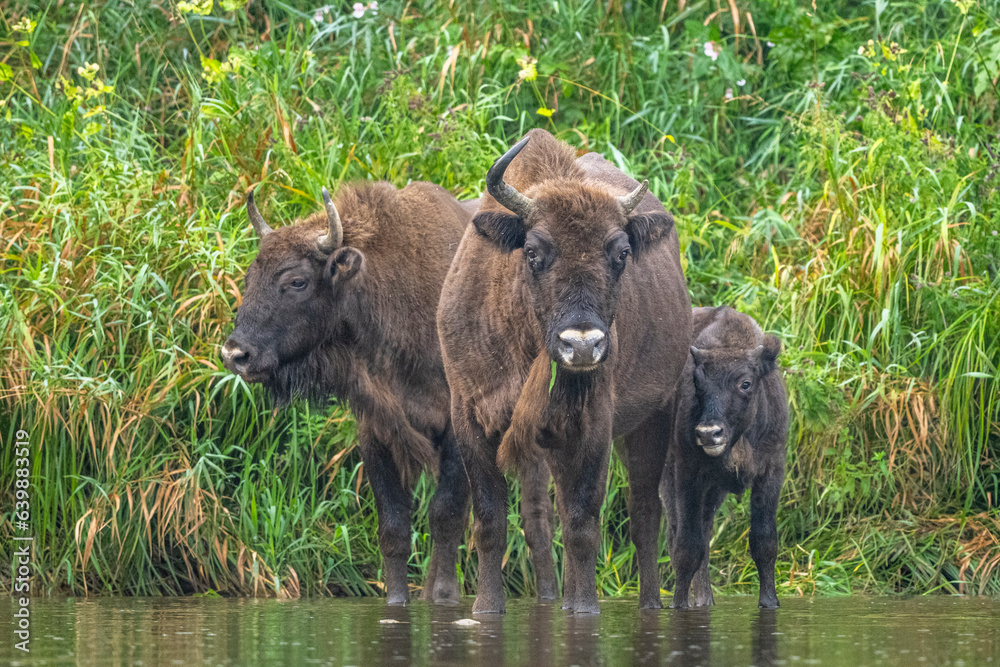 Fototapeta premium The European Bison, Wisent, Bison bonasus. Wild animal in its habitat in the Bieszczady Mountains in the Carpathians, Poland.
