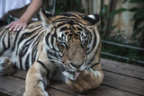 Big and beautiful striped tiger. Portrait of a big tiger.