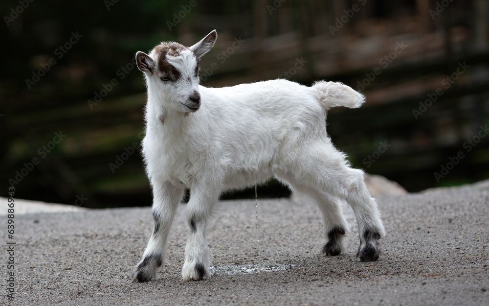 Little baby goat peeing / urinating on the ground forming pee puddle