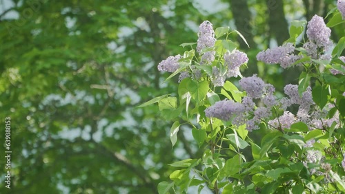 Syringas with Oak Bokeh photo