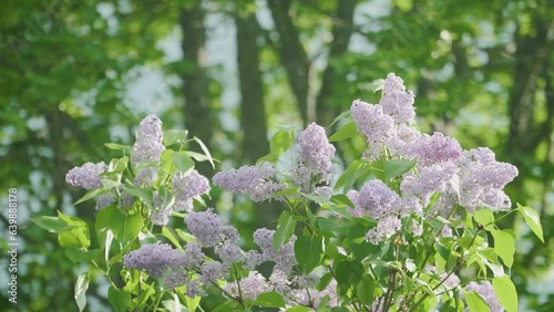 Syringas with Oak Bokeh photo