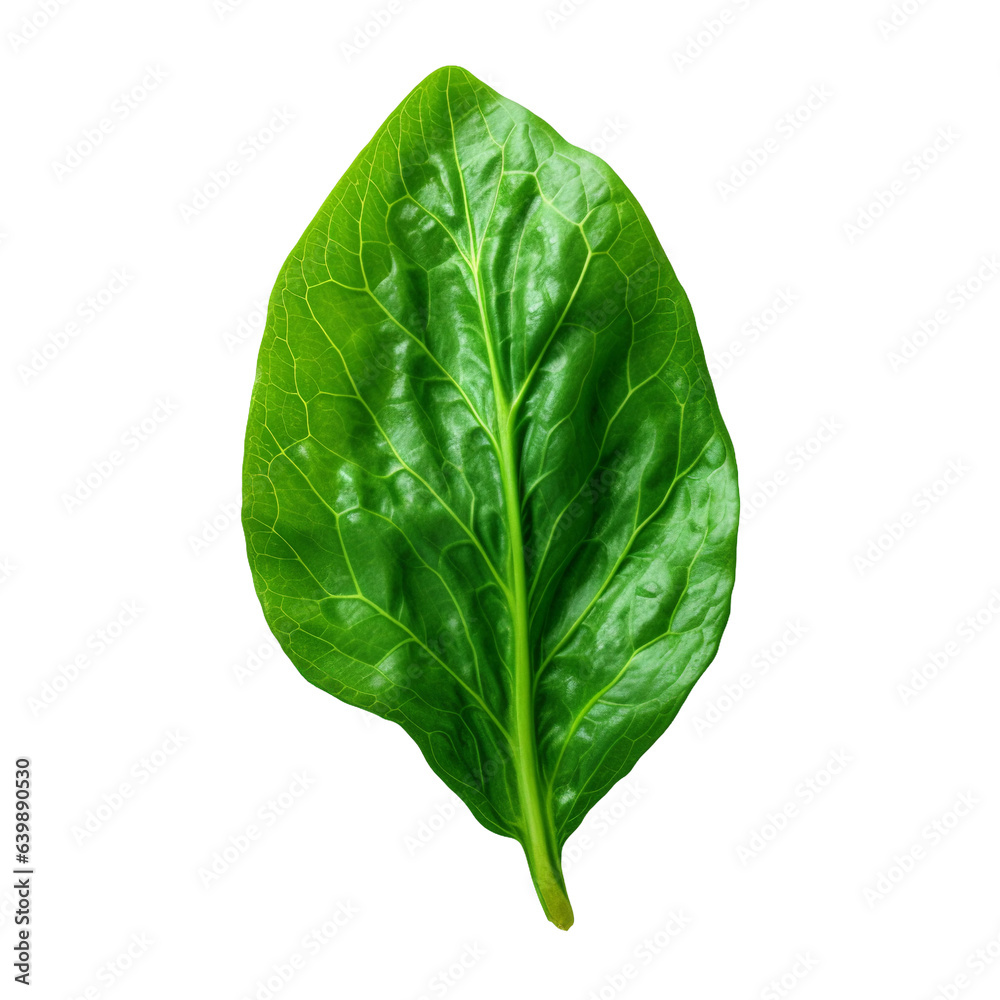 Obraz premium a spinach leaf. transparent background