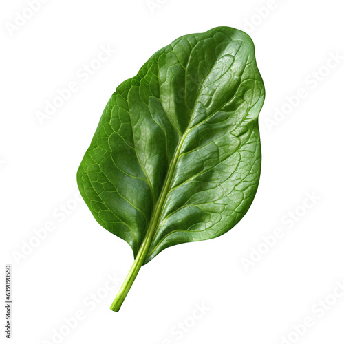 a spinach leaf. transparent background