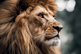Close up lion king, high quality photo