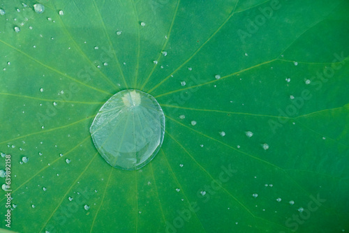 雨上がりの蓮の葉の水滴