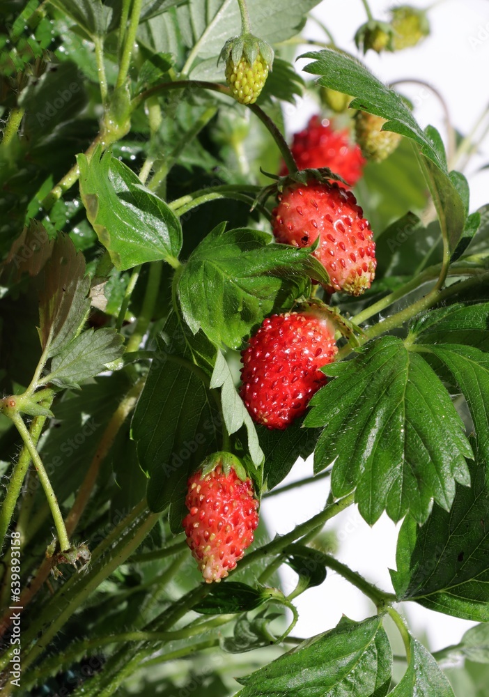 red,delicious berries of wild strawberry from my garden red,delicious berries of wild strawberry from my garden