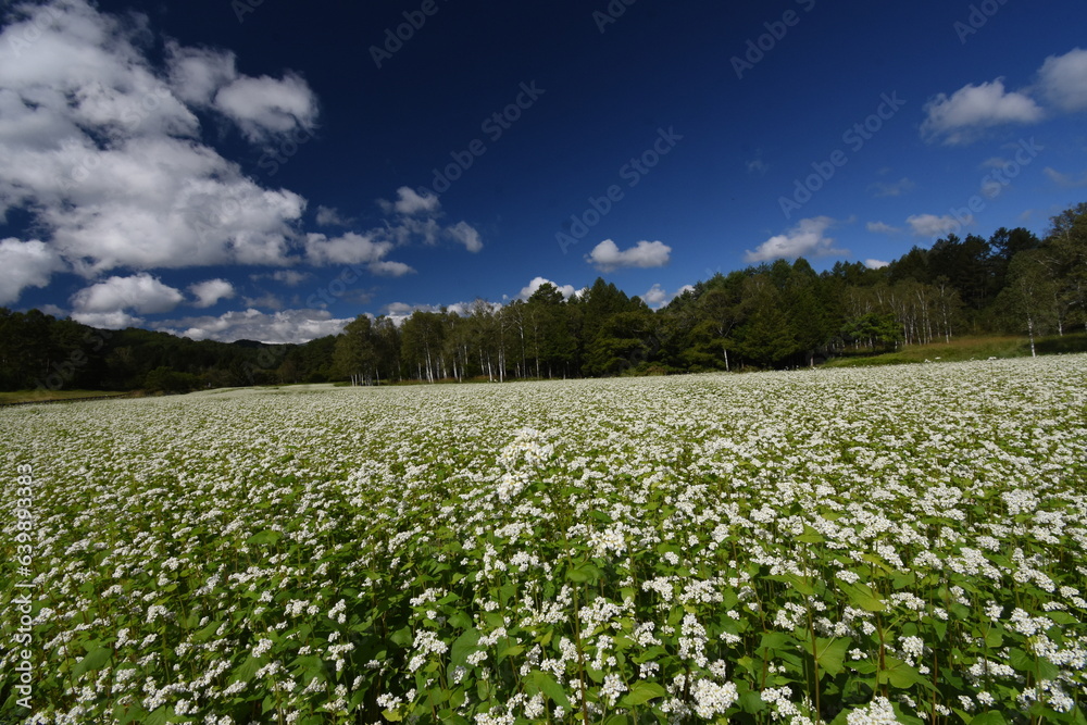 開田高原 白いそばの花と青い空、白い雲 開田高原 白いそばの花と青い空、白い雲