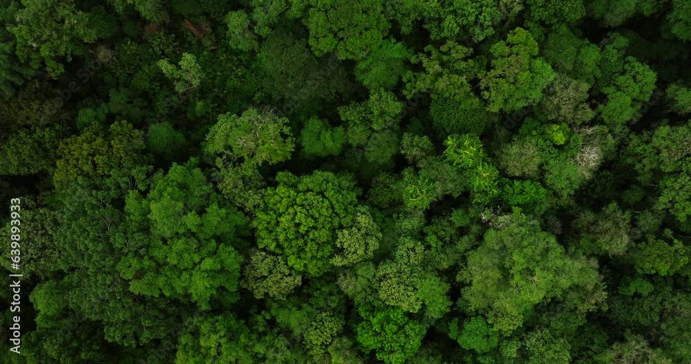 Tropical forest top view. Nature background. Drone view of Bali. Tropical forest top view. Nature background. Drone view of Bali.
