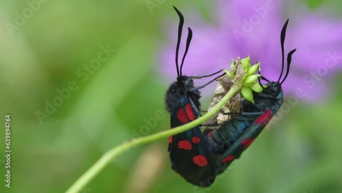Copula of Zygaena trifolii, zigena of the five points, is a species of lepidoptera ditrisio of the family Zygaenidae very common in Europe. photo