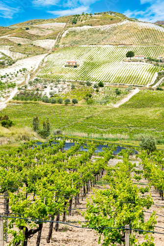 Vineyards region of Butera, Caltanissetta, Sicily, Italy. photo