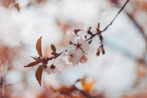 spring blossom in spring © Юля Щур