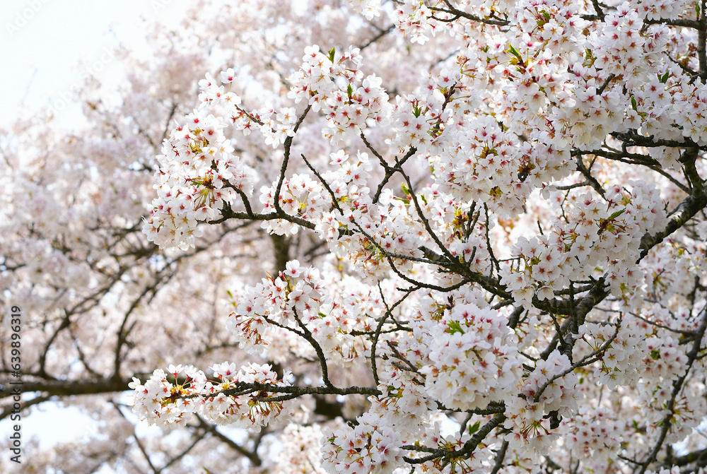 Cherry blossoms bloom beautifully in spring in Japan. Cherry blossoms bloom beautifully in spring in Japan.