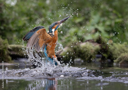 Kingfisher (Alcedinidae)