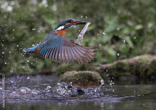 Kingfisher  Alcedinidae 