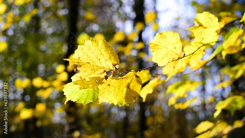 Autumn Ambiance: A Visual Journey Through the Spectacular Palette of Fall Foliage's Rich Hues. Experience the Tranquility of  Golden Leaves and Rusty Reds, as Nature Paints a Picturesque Landscape