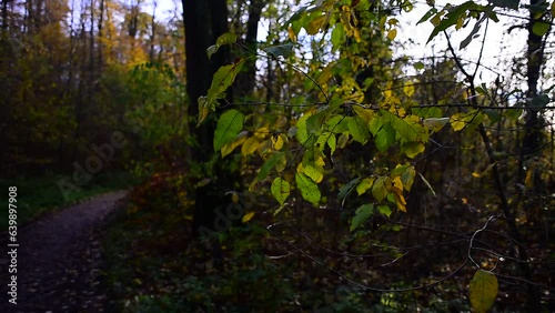 Autumn Ambiance: A Visual Journey Through the Spectacular Palette of Fall Foliage's Rich Hues. Experience the Tranquility of  Golden Leaves and Rusty Reds, as Nature Paints a Picturesque Landscape
