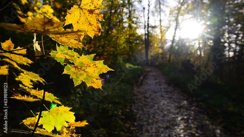 Autumn Ambiance: A Visual Journey Through the Spectacular Palette of Fall Foliage's Rich Hues. Experience the Tranquility of  Golden Leaves and Rusty Reds, as Nature Paints a Picturesque Landscape
