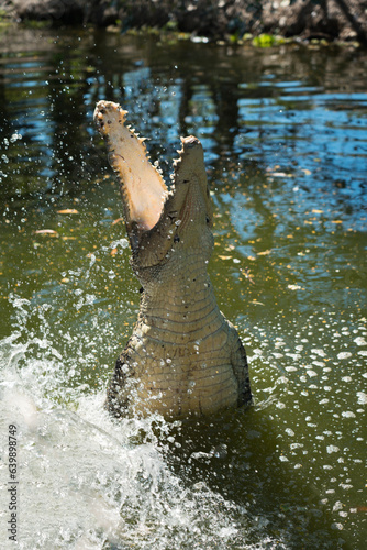 Jumping crocodile in Northern Territory Australia 2 
