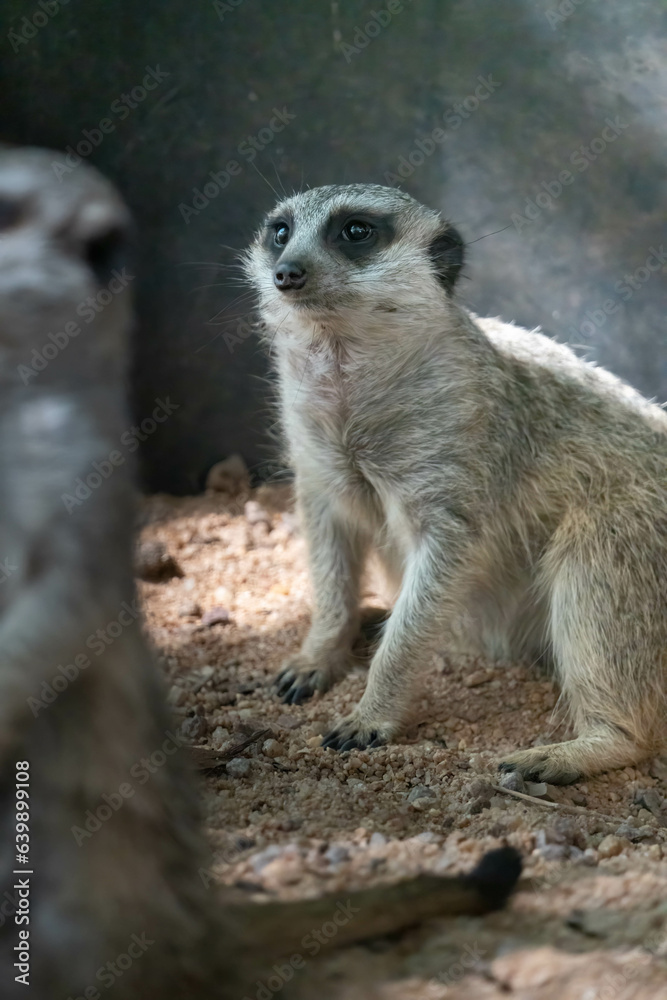 Obraz premium meerkat on guard