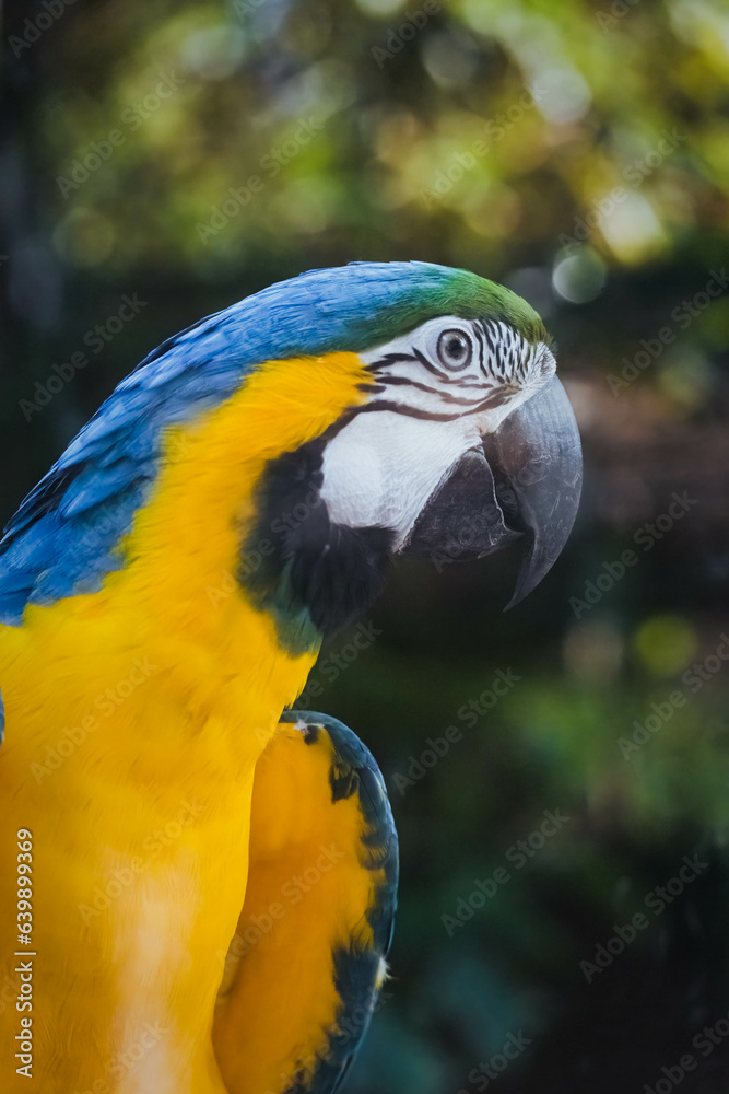 blue and yellow macaw