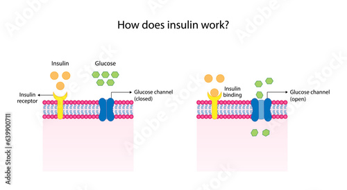 Insulin mechanism of action, regulates glucose metabolism and glucose blood level. Insulin is the key that unlocks glucose channel. Insulin resistance. Diabetes mellitus. Vector illustration.