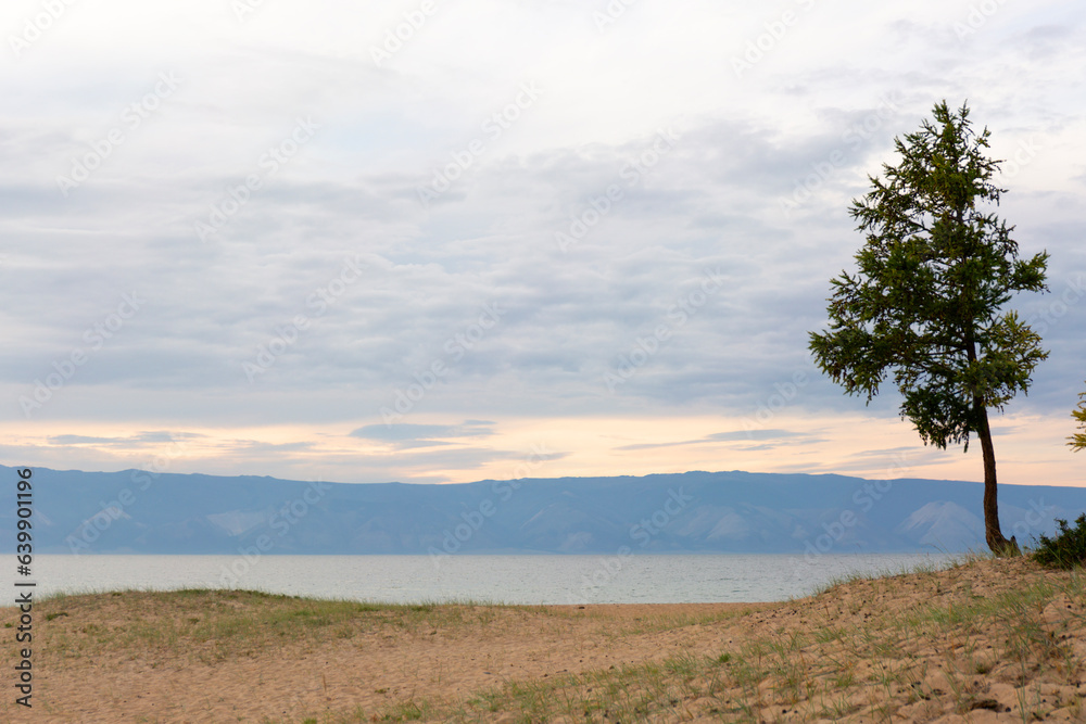 Lonely Larch on the Sandy Beach of Lake Baikal