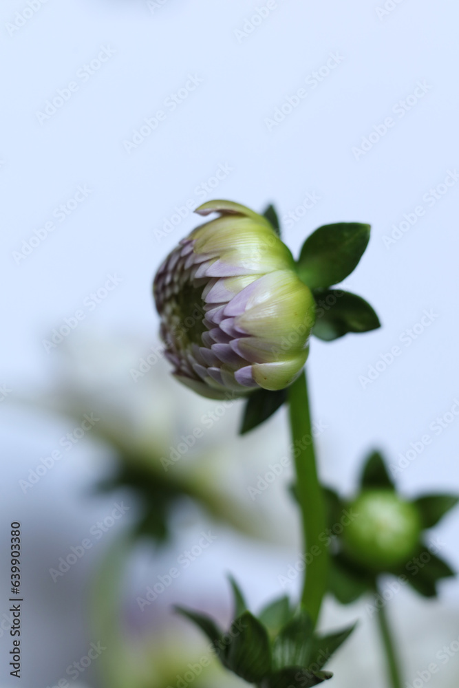 selective focus dahlia flower bud with a white background selective focus dahlia flower bud with a white background