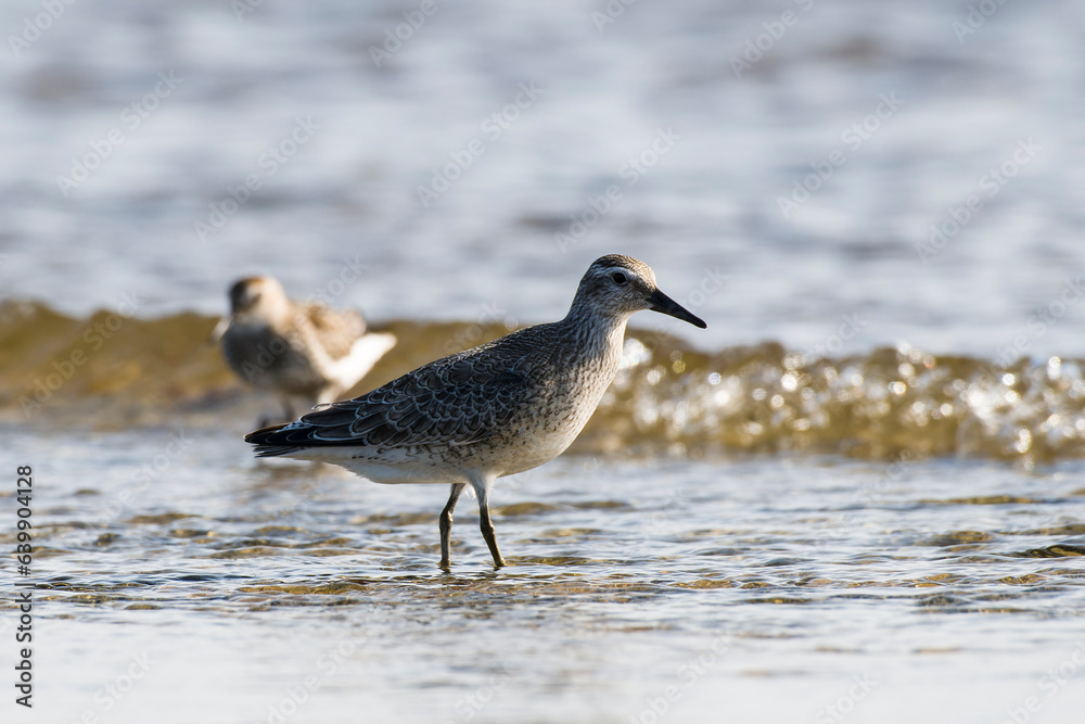 Knutt (Calidris canutus) im Jugendkleid und
Alpenstrandläufer bei der Futtersuche an der Ostsee Knutt (Calidris canutus) im Jugendkleid und
Alpenstrandläufer bei der Futtersuche an der Ostsee