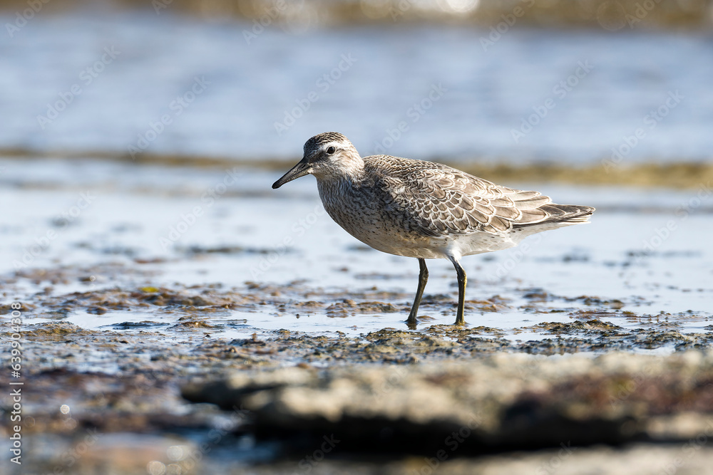 Knutt (Calidris canutus) im Jugendkleid an der Ostsee Knutt (Calidris canutus) im Jugendkleid an der Ostsee