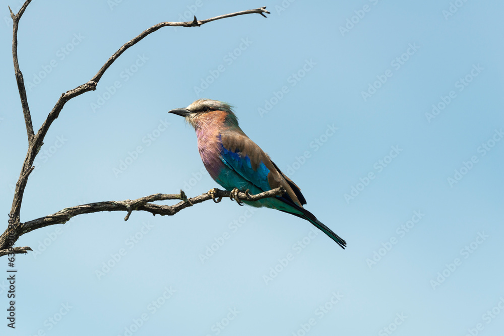 Rollier à longs brins,. Coracias caudatus, Lilac breasted Roller Rollier à longs brins,. Coracias caudatus, Lilac breasted Roller