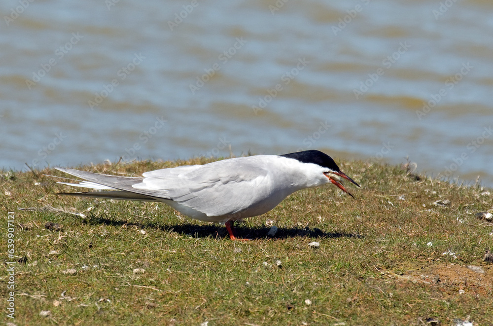 Fototapeta premium Sterne pierregarin, .Sterna hirundo, Common Tern,