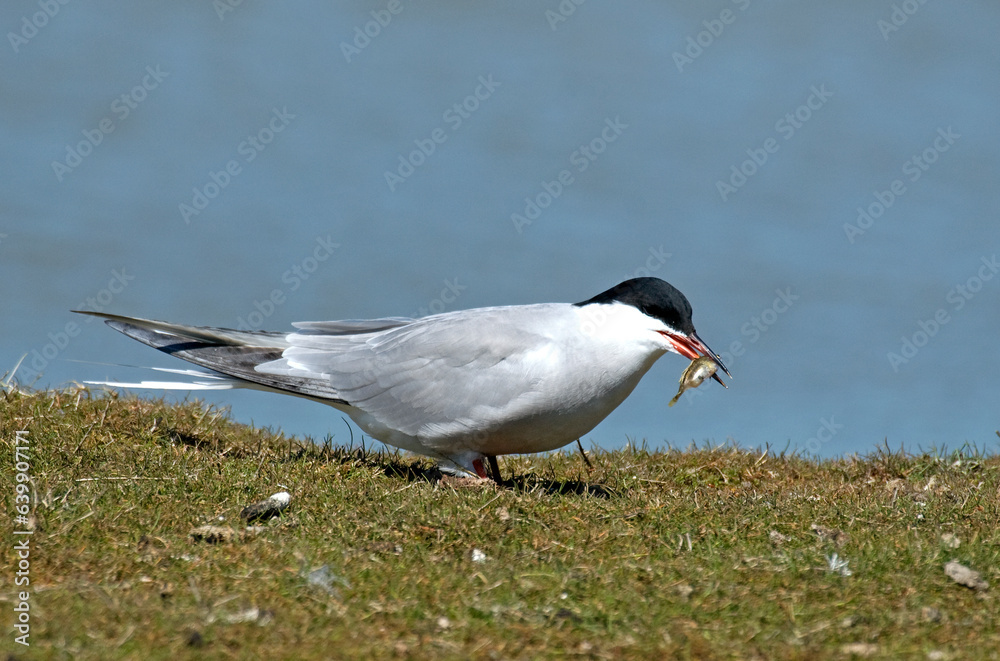Sterne pierregarin, .Sterna hirundo, Common Tern, Sterne pierregarin, .Sterna hirundo, Common Tern,