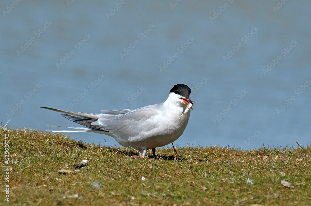 Sterne pierregarin, .Sterna hirundo, Common Tern, Sterne pierregarin, .Sterna hirundo, Common Tern,