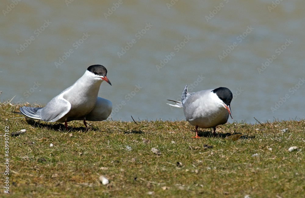 Sterne pierregarin, .Sterna hirundo, Common Tern, Sterne pierregarin, .Sterna hirundo, Common Tern,