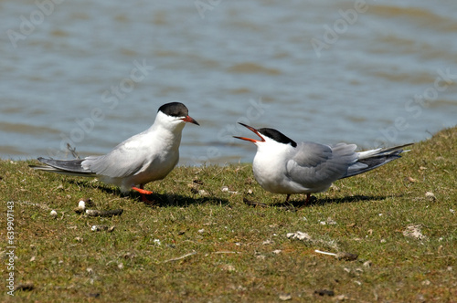 Sterne pierregarin, .Sterna hirundo, Common Tern,