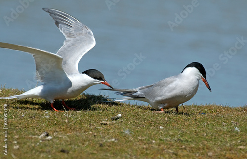 Sterne pierregarin  .Sterna hirundo  Common Tern 