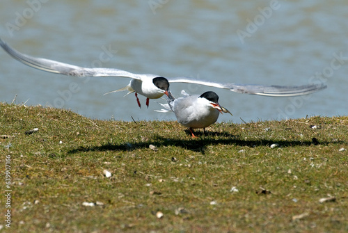 Sterne pierregarin, .Sterna hirundo, Common Tern, photo