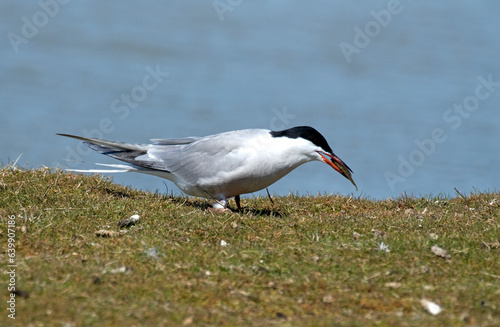 Sterne pierregarin, .Sterna hirundo, Common Tern, photo