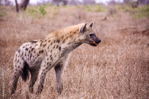 Hyena at Kruger National Park in South Africa